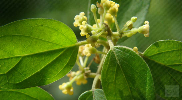 The Gymnema Sylvestre Leaf