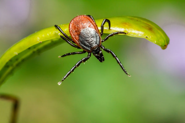 Lyme Disease Prevention and Treatment Options